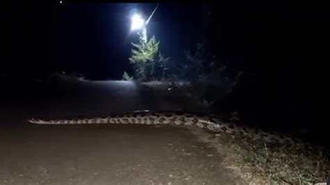 Arti melihat ular menyeberang jalan malam hari  Politik Hukum & Hankam Kesra Religi